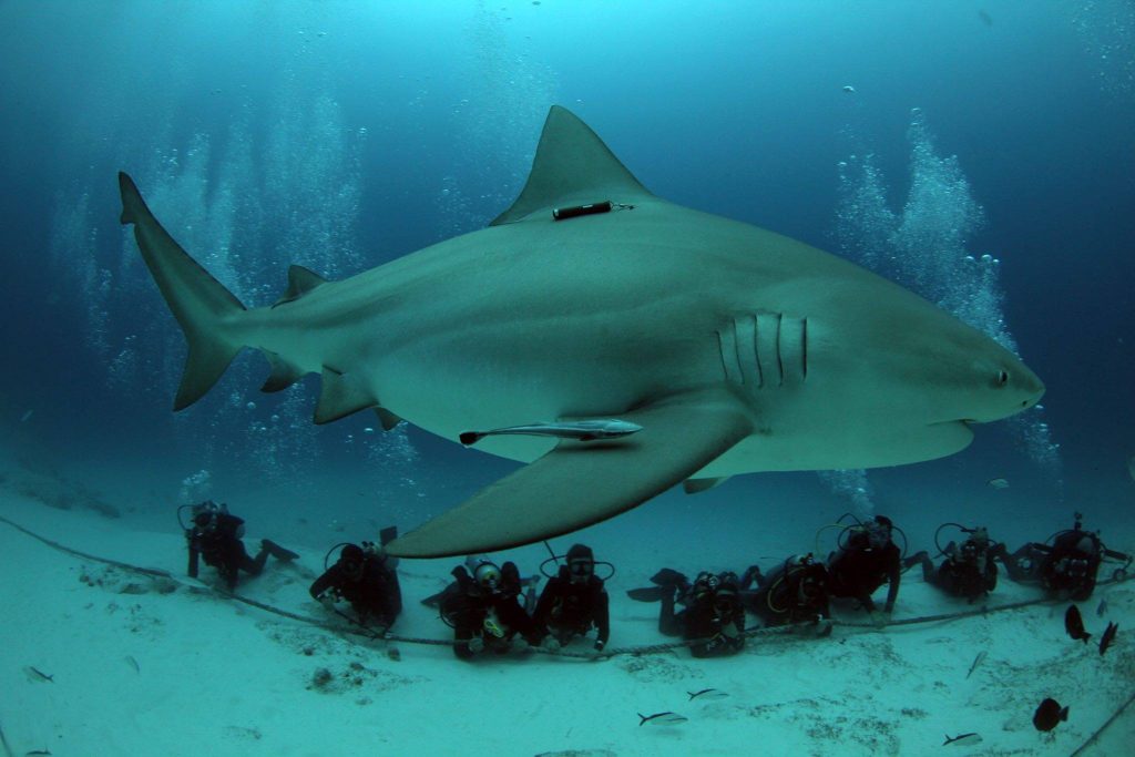 bull shark point playa del carmen